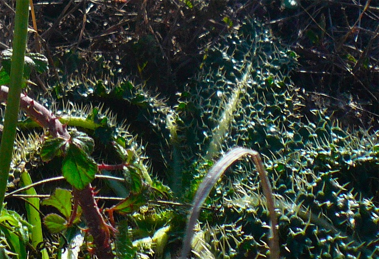 Dipsacus ferox / Scardaccione spinosissimo